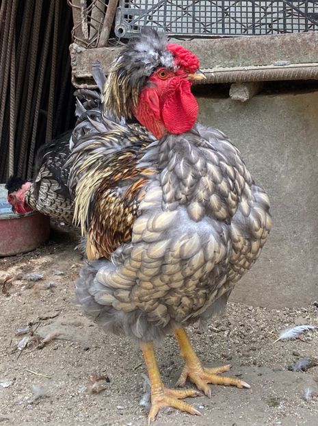 6A1C8DBF-C6E9-4FAE-8802-A1430D2BC41A - Puisori 2021