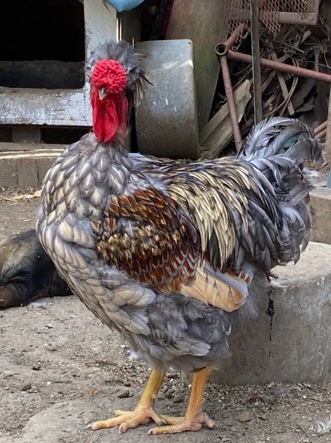 D45F7497-C2EA-4226-9794-E88E0B895E7B - Puisori 2021