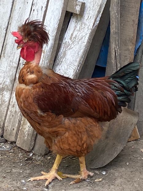 FCD04F81-9517-4620-AE60-55F2A87BC272 - Puisori 2021