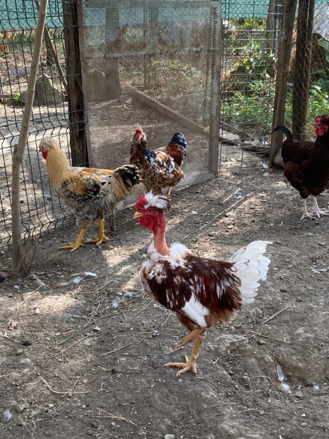 A11C34AE-937A-454E-85CE-0CE43E2B668D - Puisori 2021