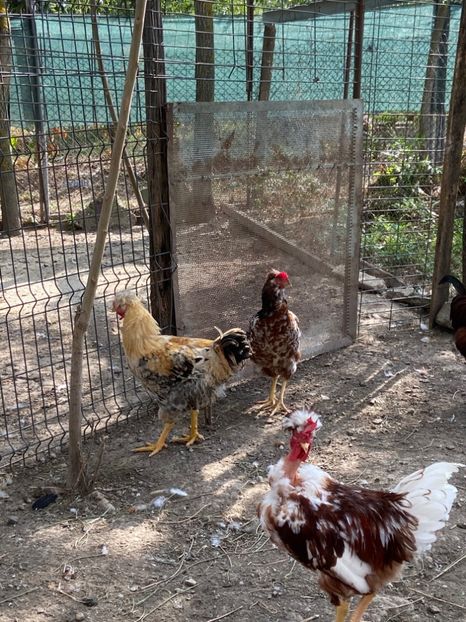 5886ED5D-8485-4FA7-85E7-1A285977D13F - Puisori 2021