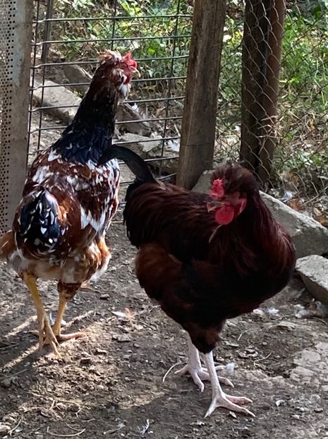 4D473FEC-6182-4FD0-BEEC-8F851482AF3F - Puisori 2021