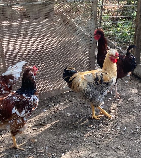 1415E69B-AF97-43BE-866E-02A5562405FF - Puisori 2021