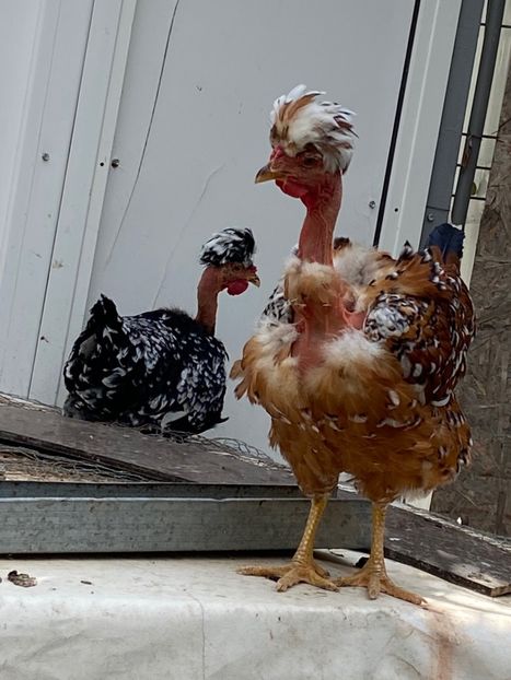 834262D5-53A7-4FF6-AD2A-21EF2879B258 - Puisori 2021