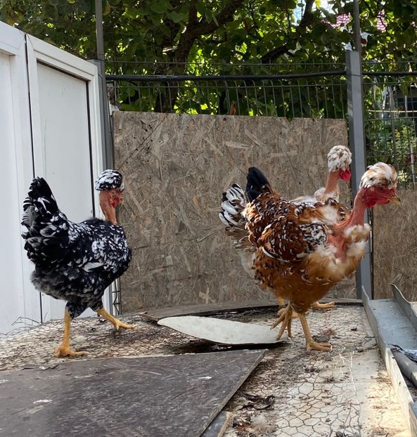 06DA097B-5E22-41DA-8097-0267C23E64CC - Puisori 2021