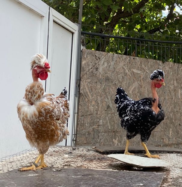 142871A2-7D2E-4582-8373-90DBE1789CB1 - Puisori 2021