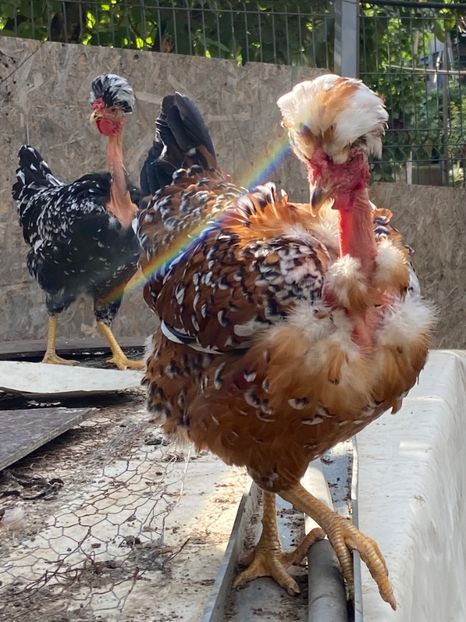 9E35CE80-2868-457F-B354-6A13C2DE6BF6 - Puisori 2021