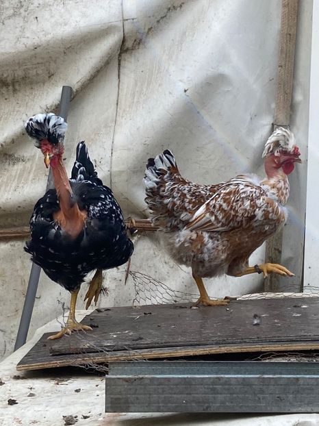 AD7E4255-DE8D-49CC-AC5C-C71B5235581F - Puisori 2021