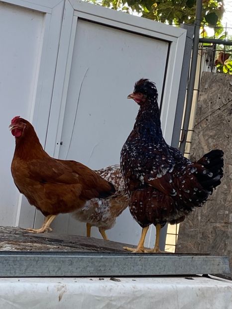 50952778-53F6-48A9-AB15-B6A6ECC2697F - Puisori 2021