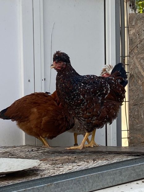 BE90A4C2-B25C-4FF1-B3BC-B78213EF05F7 - Puisori 2021