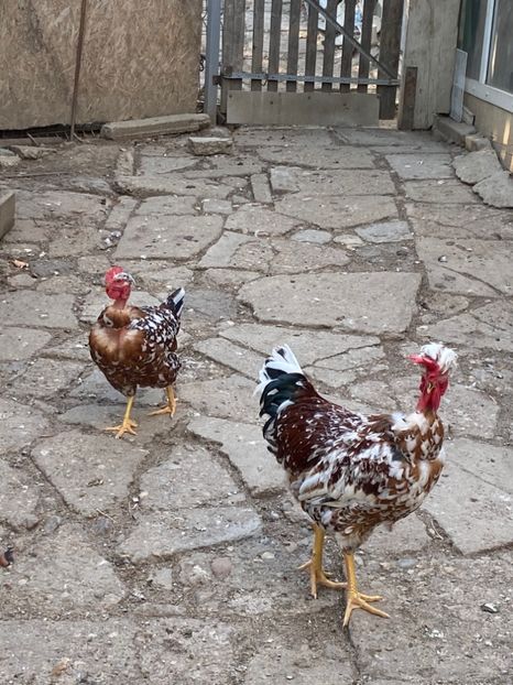 17C70204-720F-4DB6-BA8E-3264B684713D - Puisori 2021