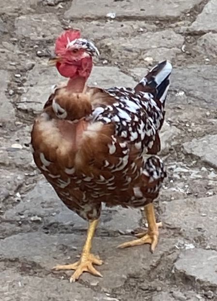 39428945-D7D3-4FE4-86F9-25475E855A35 - Puisori 2021