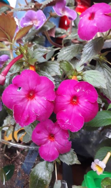  - 0001 2022 - BRID s BERNARDO