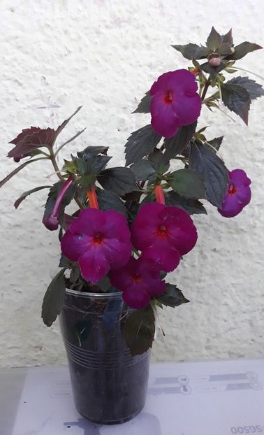  - 0001 2022 - BRID s BERNARDO