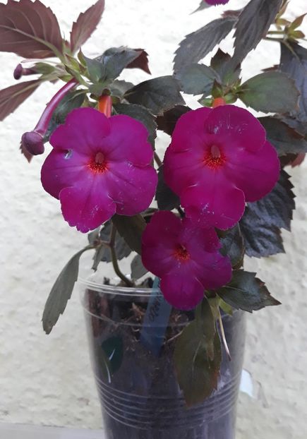  - 0001 2022 - BRID s BERNARDO