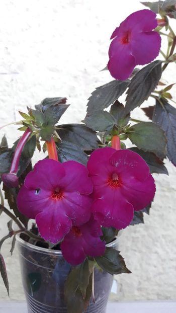  - 0001 2022 - BRID s BERNARDO