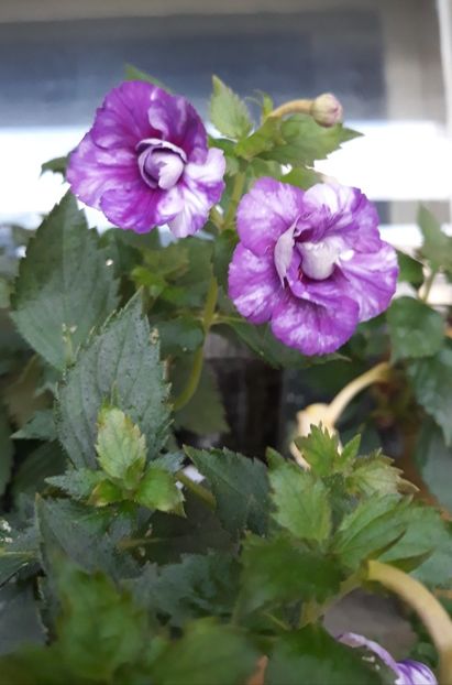  - 0001 2022 - Queen of Lace