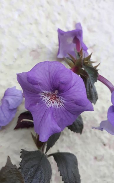  - 001 2021 - RF s PAIOLA SCALCO