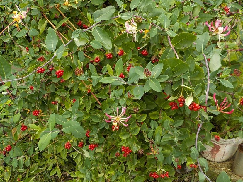  - lonicera