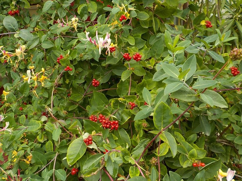  - lonicera