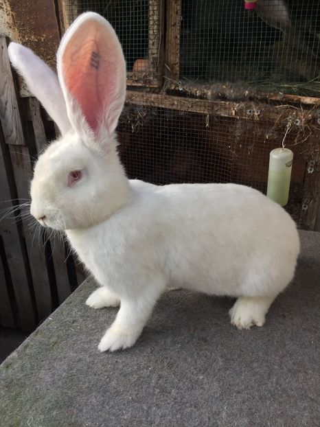 3969AF2B-EE72-4506-856C-B045C34C1587 - RO 8-114alb