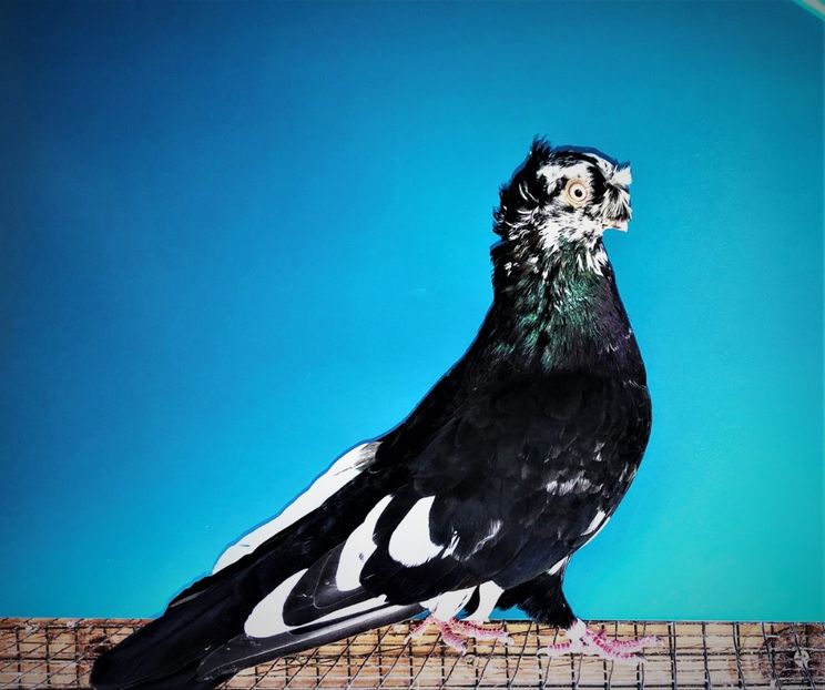 12345  mascul  2021_2 - pui 2021 BM