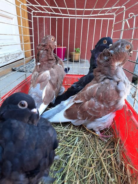 pescarus2 - Achizitii noi - pescarus chinezesc