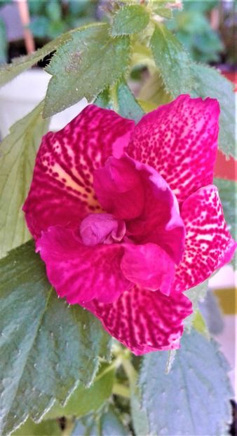  - Pentru personele care nu au plecat inca in cocediu si lucreaza achimenes