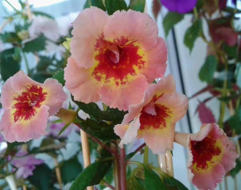  - Pentru personele care nu au plecat inca in cocediu si lucreaza achimenes