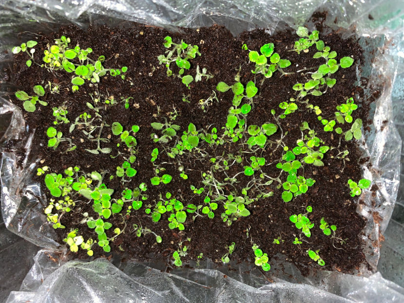 dupa R9 :) - Gloxinia 2021
