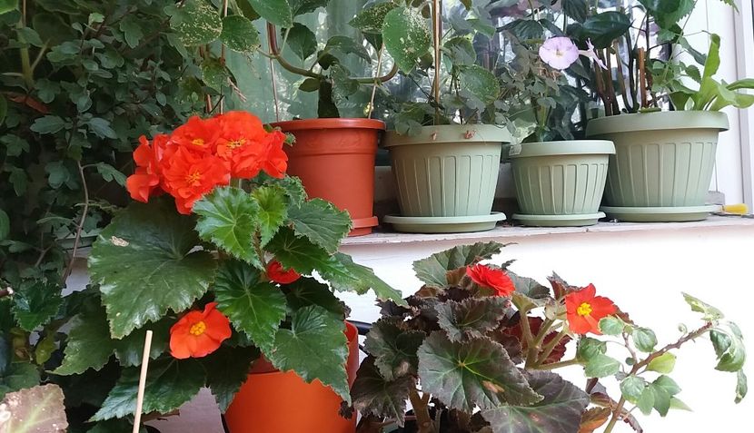  - Linişte şi flori