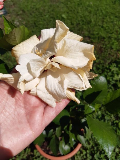  - HIBISCUSI - 2019_2021-2022-2023