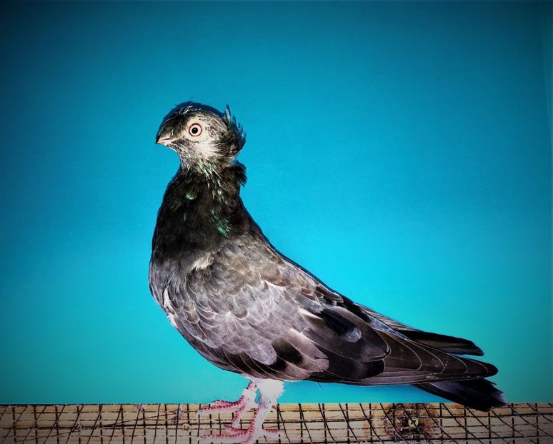 12501  mascul  2021_2 - pui 2021 BM