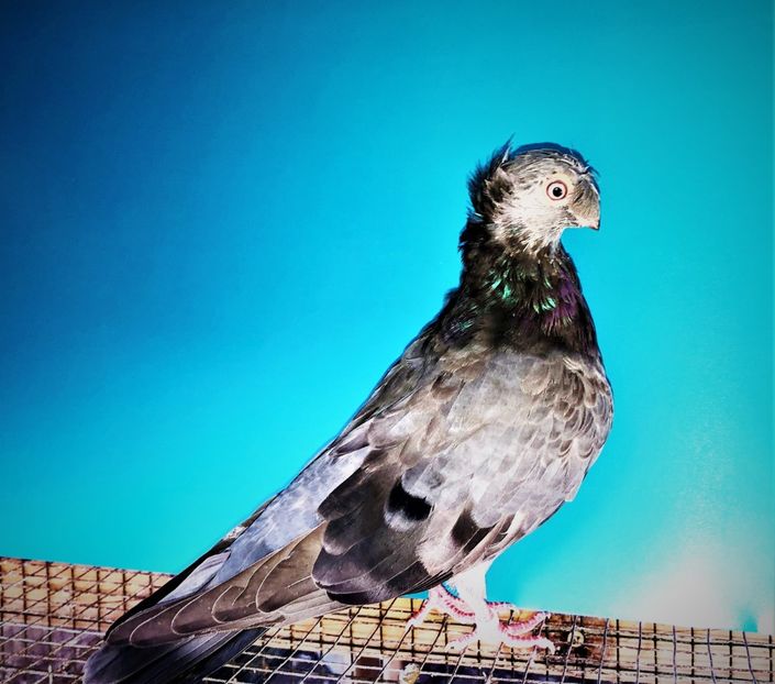 12501  mascul  2021_3 - pui 2021 BM