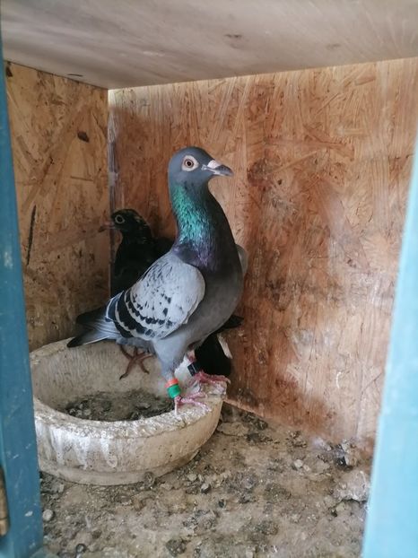 Primul sosit izium - 2021