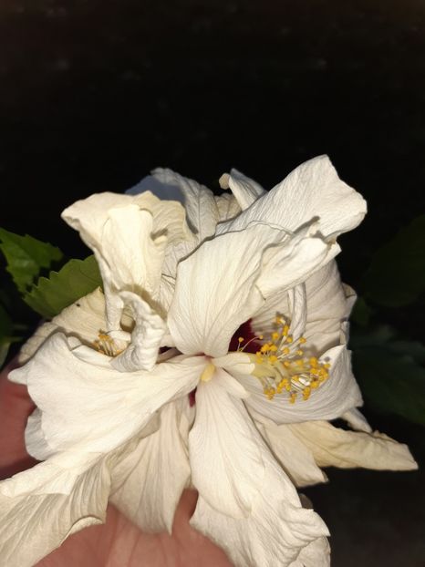  - HIBISCUSI - 2019_2021-2022-2023