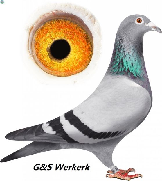 G&S Verkerk .BE-15-2197885 - Achizitii porumbei -2021