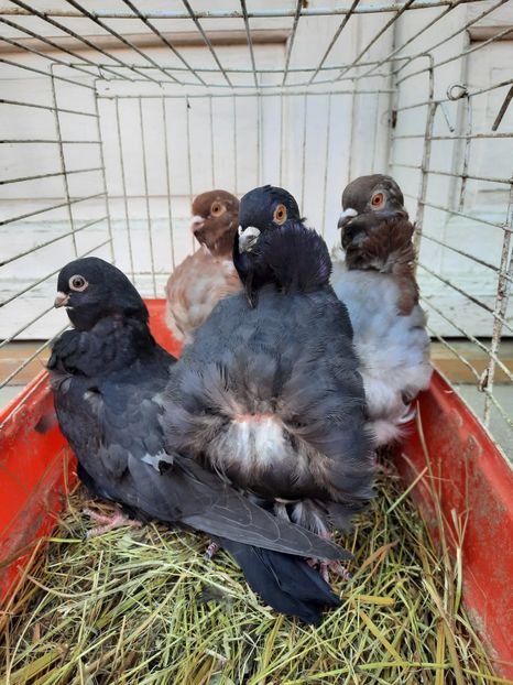 pescarus5 - Achizitii noi - pescarus chinezesc