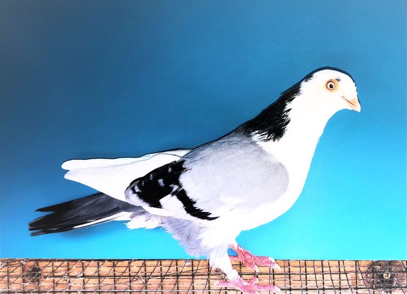 12279  mascul  2021_1 - tineret 2021