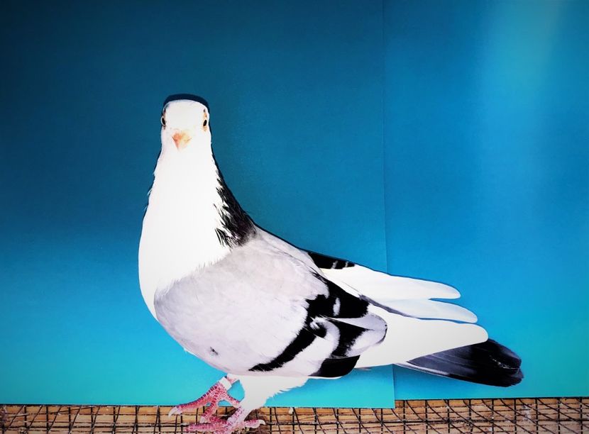 12279  mascul  2021_2 - tineret 2021