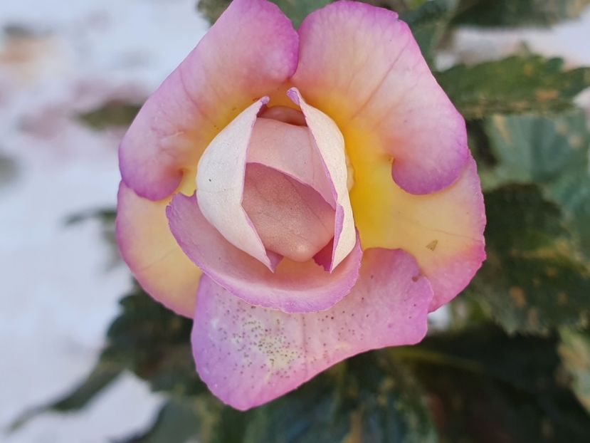  - Brids Marion Mieschke