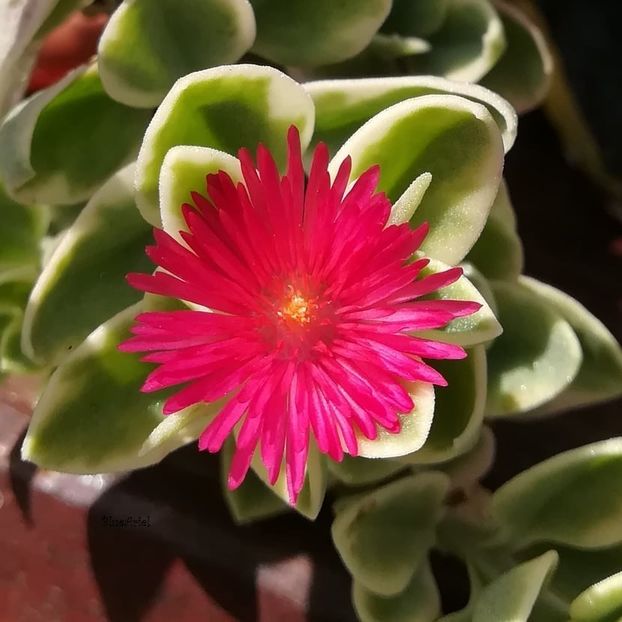 Aptenia Cordifolia Variegata - 2021