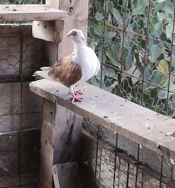 Screenshot_20210907_134133 - Pui 2019 2020 2021