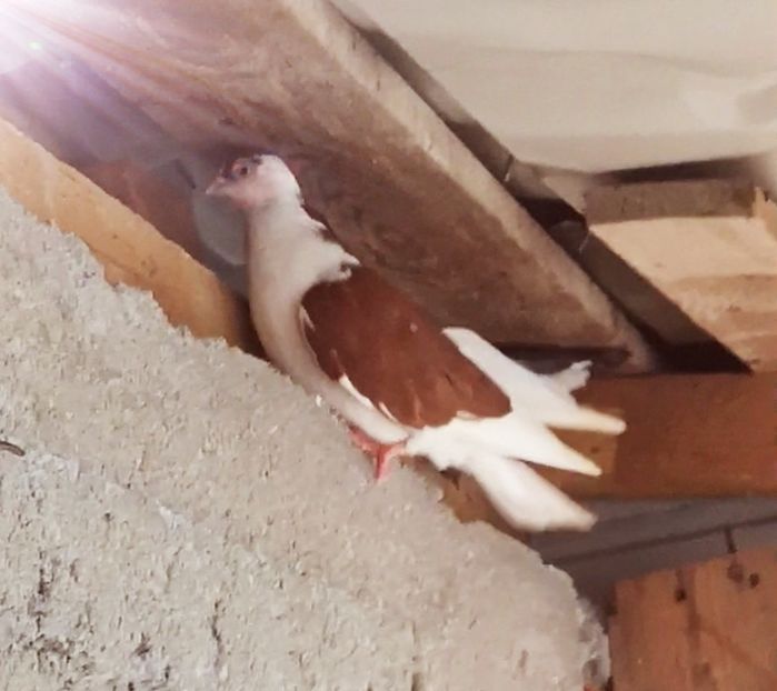 Screenshot_20210907_134117 - Pui 2019 2020 2021