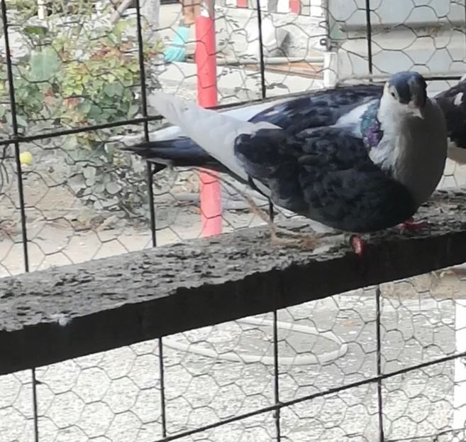 Screenshot_20210907_134052 - Pui 2019 2020 2021