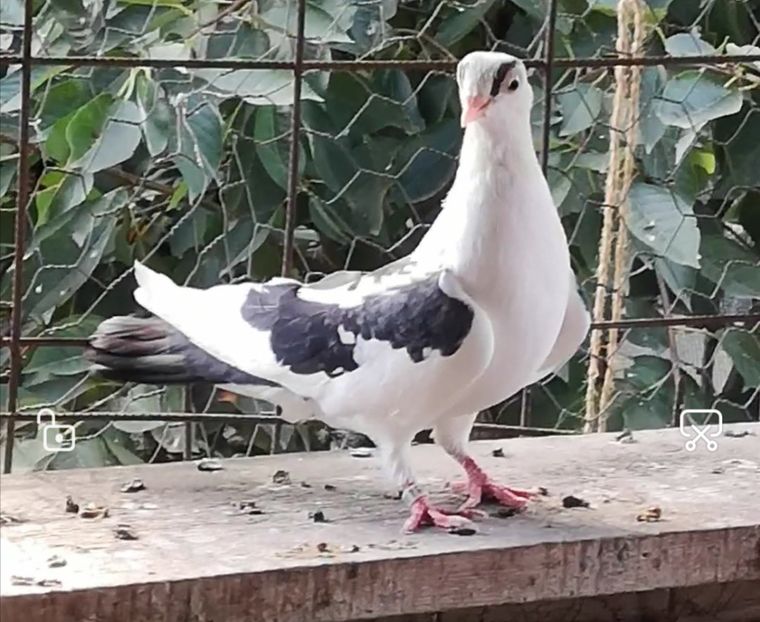 Screenshot_20210907_134501 - Pui 2019 2020 2021