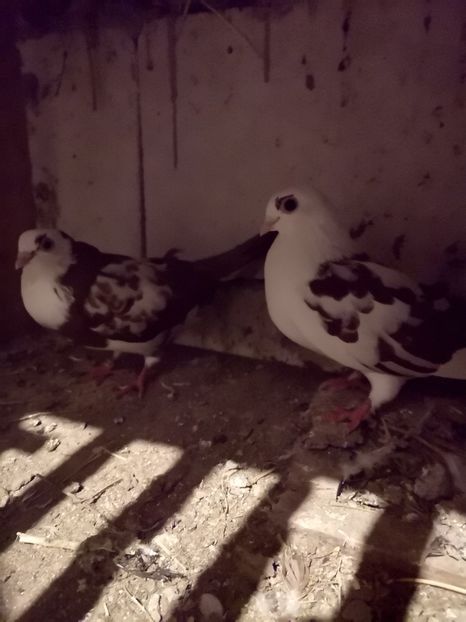  - Pui 2019 2020 2021