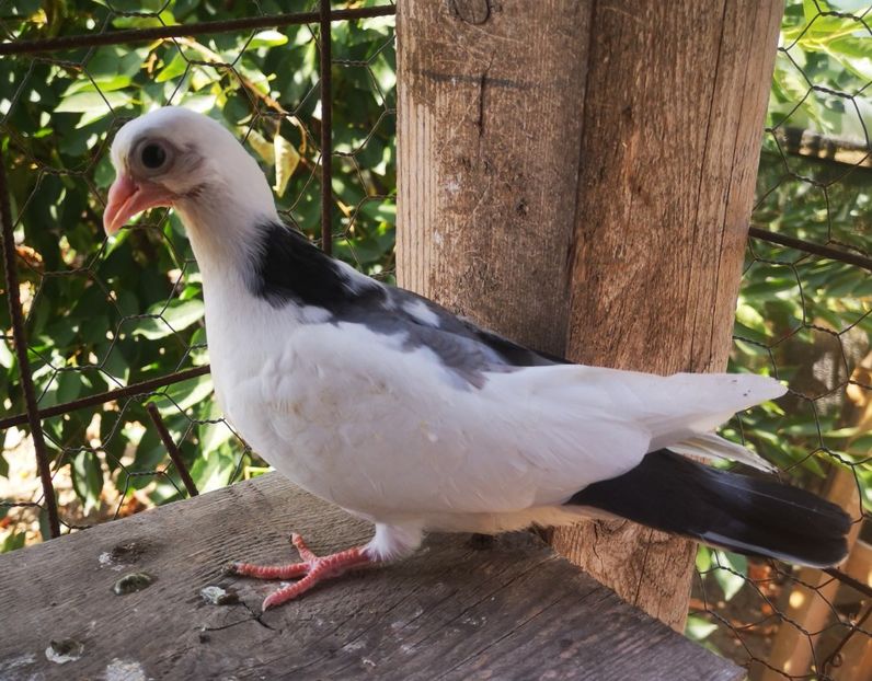  - Pui 2019 2020 2021