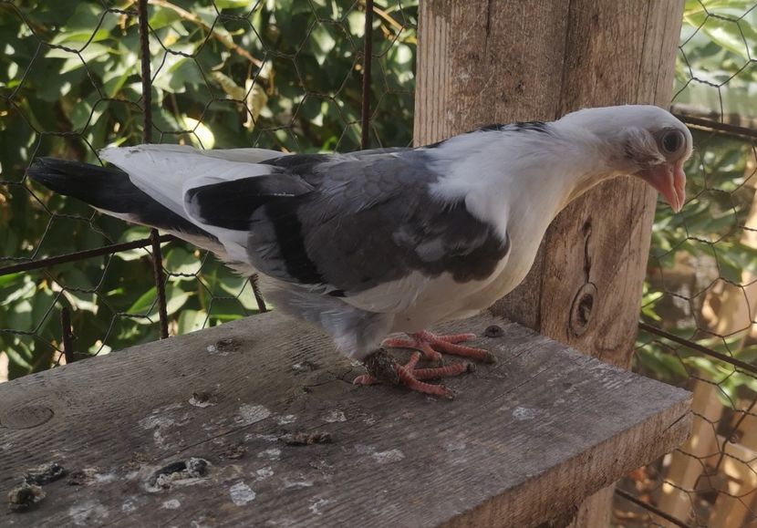  - Pui 2019 2020 2021