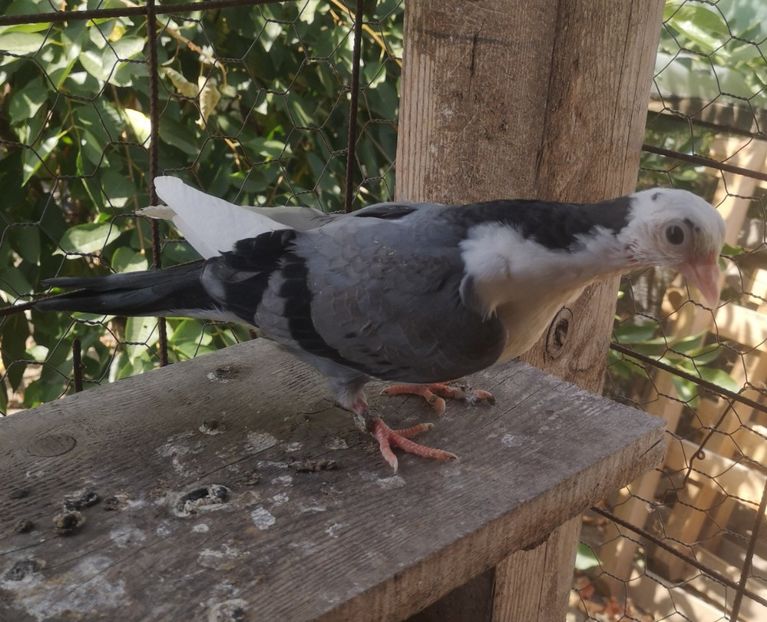  - Pui 2019 2020 2021